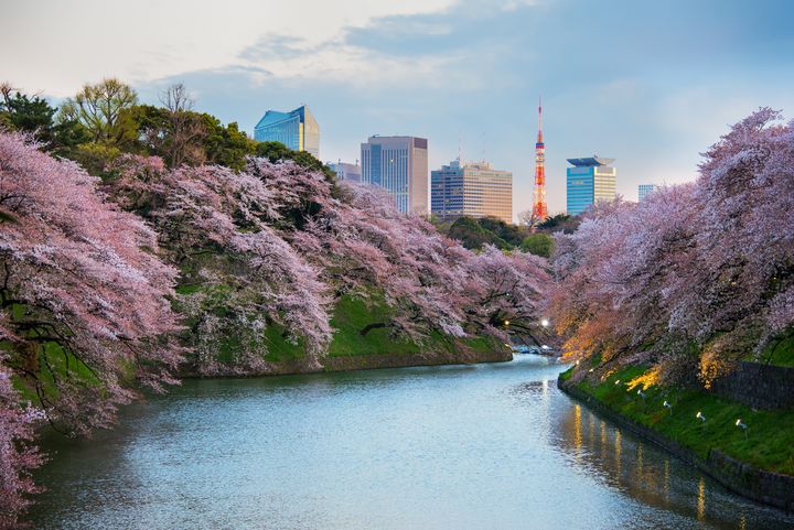▲東京北之丸花園櫻花盛開。　圖：喜鴻假期／提供