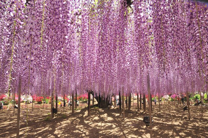 ▲足利紫藤花是由CNN選出9個「世界最夢幻的旅遊景點」之一。　圖：大榮旅遊／提供