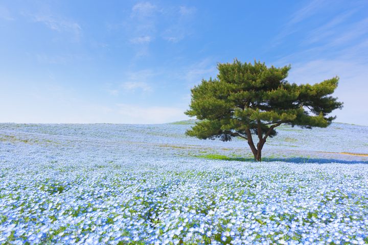 日立海濱公園粉蝶花田與南法的薰衣草田齊名，被選為「世界十大浪漫花田」之一。　圖：大榮旅遊／提供 