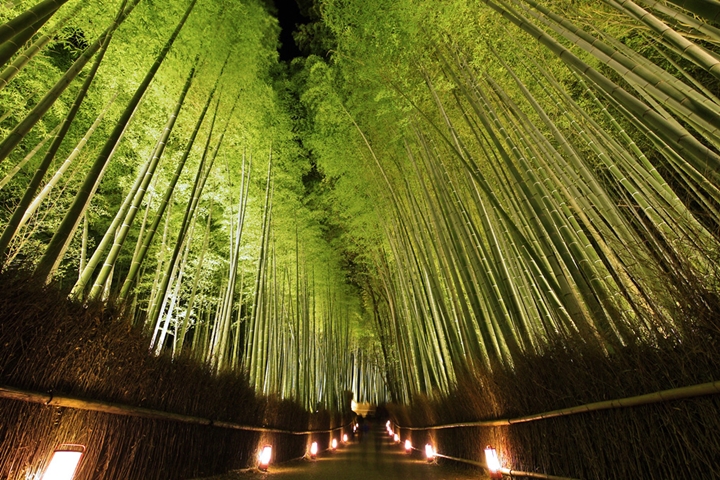 ▲「嵐山花燈路」過往絕景，夢幻點燈吸引許多遊客專程到訪。　圖：京都免費照片素材集／來源