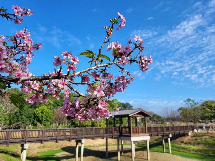 ▲櫻花盛開。　圖：臺南山上花園水道博物館／提供