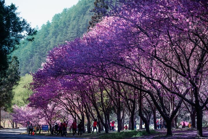 春遊趣！參山美景紛呈  賞花、泡湯、樂騎遊 