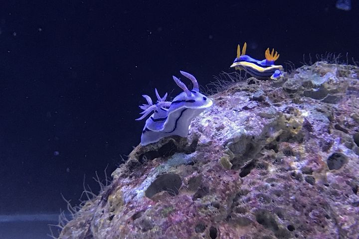 ▲探島水族館特展缸－海蛞蝓。　圖：遠雄海洋公園／提供