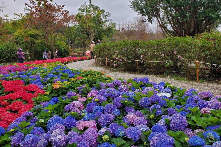 3月起「台北花節」爛漫登場 櫻花、杜鵑、繡球花接力綻放 