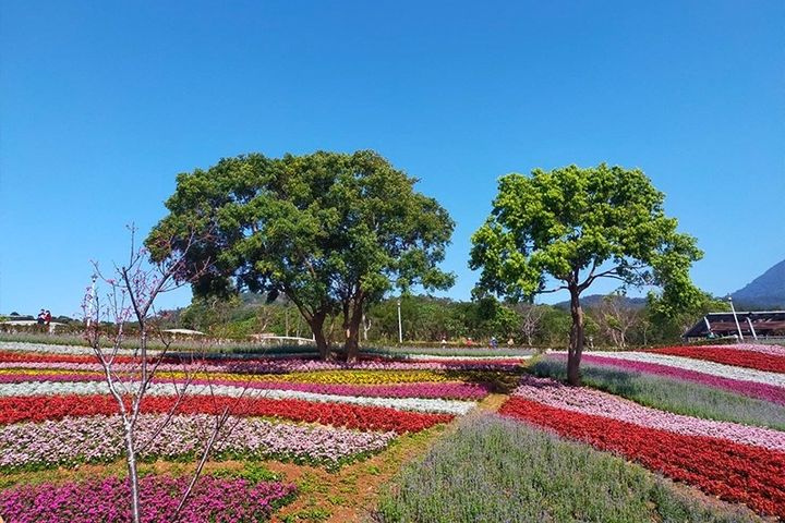 上陽明山賞花季 為櫻花杯街舞大賽加油