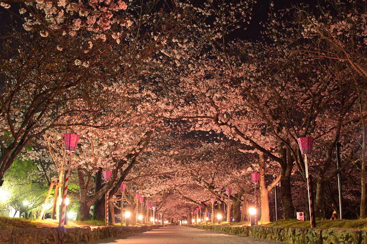 大村公園的櫻花隧道，夜間點燈後更加夢幻。　圖：長崎縣觀光連盟／提供