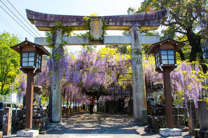 藤山神社境內可以欣賞到多個品種的藤花。　圖：長崎縣觀光連盟／提供