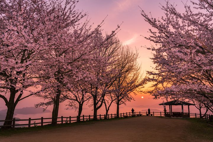 ▲香川縣賞櫻勝地－紫雲出山。　圖：喜鴻假期／提供