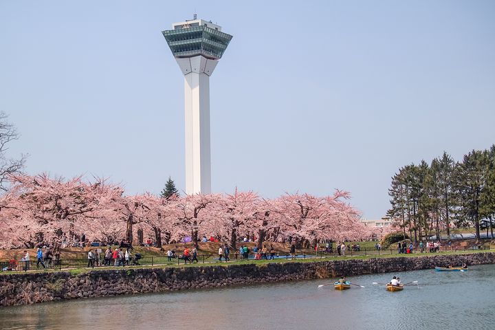 ▲函館五稜廓公園櫻花美景包圍。　圖：喜鴻假期／提供