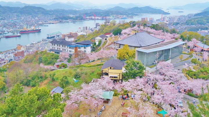 ▲登廣島千光寺公園，俯瞰櫻姿綻放。　圖：喜鴻假期／提供