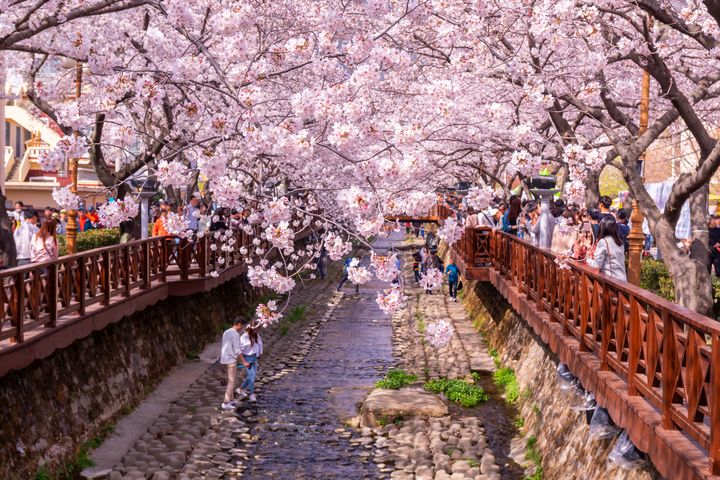 釜山賞櫻名景-余佐川羅曼橋。　圖：喜鴻假期／提供