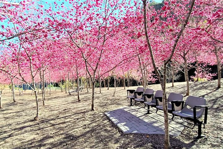 「拉芙蘭櫻花園」位於高雄市桃源區，種植5百株八重櫻，目前綻放爭艷不已。　圖：茂林國家風景區管理處／提供
