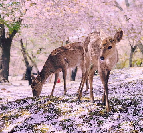 ▲奈良公園櫻花紛飛美景下的可愛小鹿。　圖：Klook／提供