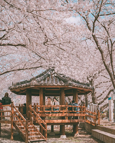 ▲韓國櫻花正接力盛開。　圖：Klook／提供