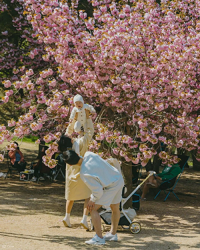 ▲盛放的粉紅花海與佛國寺相戶輝映。　圖：Klook／提供