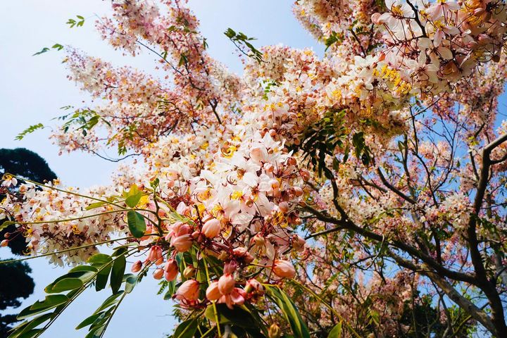 ▲粉色浪漫的桃紅陣雨樹四月接力綻放。　圖：成美文化園／提供