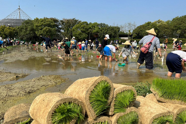 六堆客家文化園區舉辦農事學堂「春耕好蒔田」插秧體驗活動，大家玩得不亦樂乎。　圖：客家委員會客家文化發展中心／提供