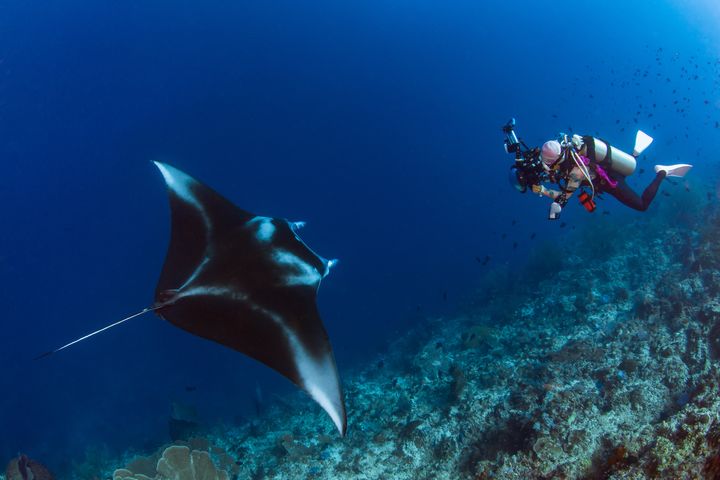 ▲大型礁鬼蝠魟Manta ray現蹤圖巴塔哈群礁，讓潛客玩家興奮雀躍。　圖：Peggy Chiang／提供