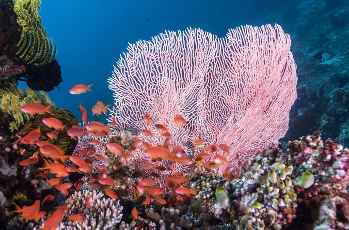 ▲阿尼洛豐富的珊瑚礁種類與特殊海洋生物成為水下微距攝影師練功的絕佳場域。　圖：菲律賓觀光部／提供