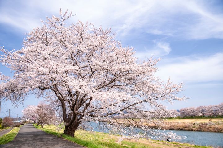 距離仙台不遠的白石川堤是賞櫻的名勝景點。　圖：shutterstock／來源 