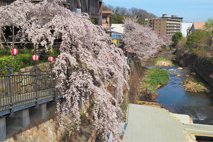 ▲有馬溫泉兩岸櫻花盛開的美麗景致。　圖：神戶觀光局／提供