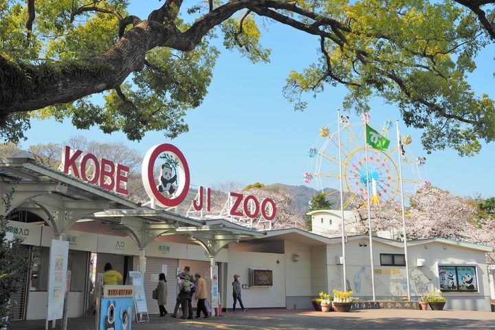 ▲櫻花盛開的神戶市立王子動物園。　圖：神戶觀光局／提供　