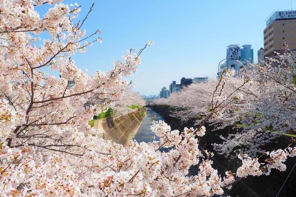 ▲生田川公園是神戶市中心賞櫻花的去處。　圖：神戶觀光局／提供