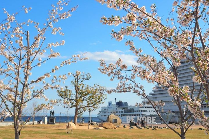 ▲美利堅公園是神戶港的賞櫻去處。　圖：神戶觀光局／提供