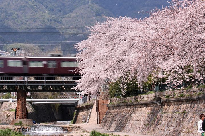 ▲都賀川公園可欣賞阪急電車與櫻花相互映襯的景色。　圖：神戶觀光局／提供　