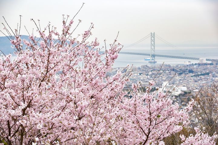 須磨浦公園的櫻花與瀨戶內海交織的美景。　圖：神戶觀光局／提供