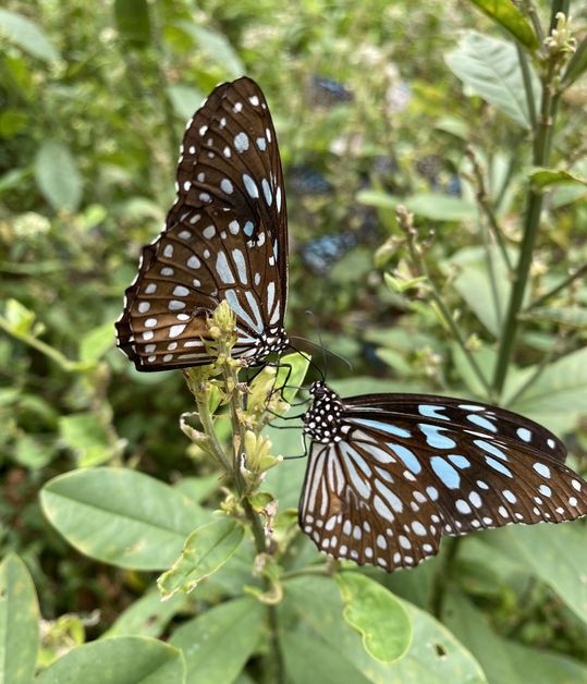 ▲美麗的斑蝶。　圖：茂林國家風景區管理處／提供