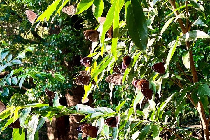 成群棲息的紫斑蝶。　圖：茂林國家風景區管理處／提供