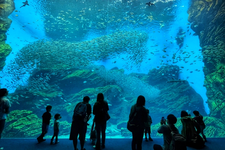 仙台海洋森林水族館的巨型水槽「閃耀生命光芒之海」呈現三陸海岸之美。　圖：向日遊顧問有限公司／來源