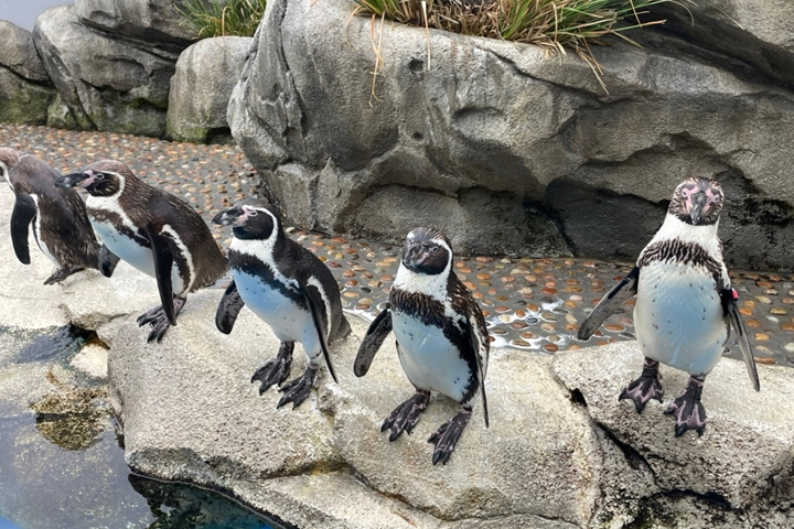 ▲到訪水族館體驗與黑腳企鵝近距離接觸。　圖：向日遊顧問有限公司／來源