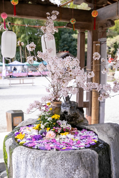 ▲結合櫻花魅力的「花手水」。　圖：宗教法人出雲大社分祠／來源