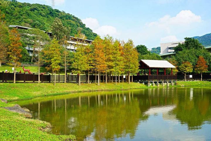 「原住民文化主題公園」水邊種植落羽松群及多種水生植物。　圖：臺北市政府觀光傳播局／提供