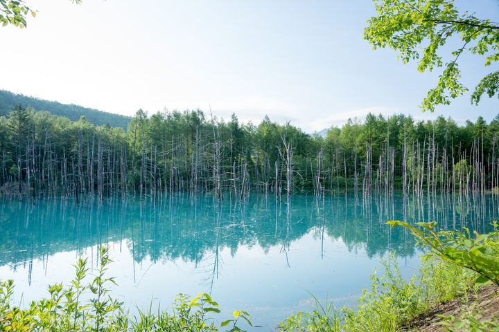 ▲青池湖水清澈碧綠，不同的天候呈現不同的色調，絕美的令人讚嘆不已。　圖：大榮旅遊／提供