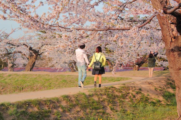 前往北海道感受春季《First love》的百分百悸動