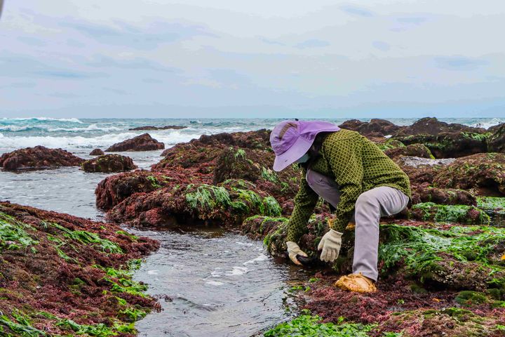 ▲跟著海女在海蝕平台上探索潮間帶各類生物，是春季的限定體驗。　圖：新北市政府觀光旅遊局／提供