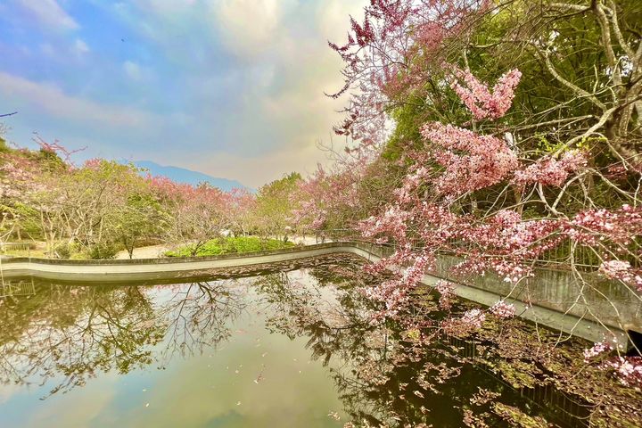 六龜區每年3月至4月期間為花旗木綻放。　圖：茂林國家風景區管理處／提供