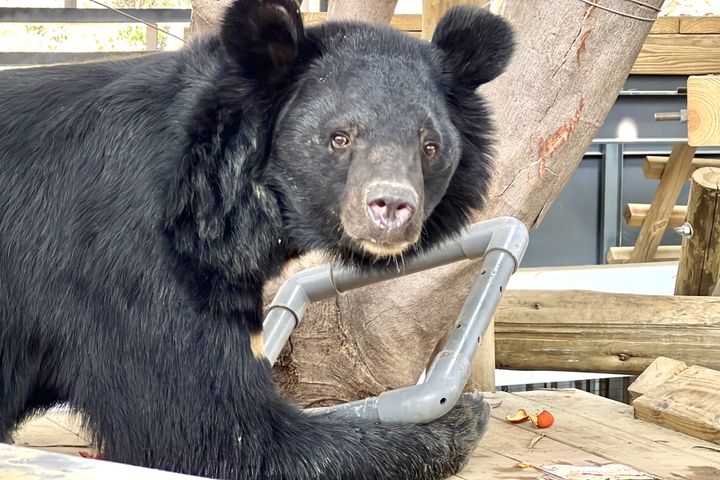 動物福祉 / 高雄壽山動物園獸舍改造受專家肯定