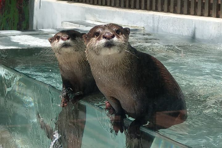 ▲可愛的水獺喬巴、艾斯。　圖：遠雄海洋公園／提供