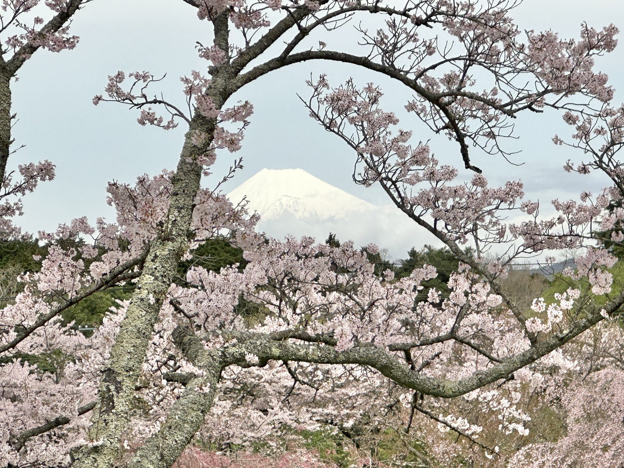 ▲運氣好的話，也有機會在櫻花之里看見富士山。　記者-蔡雅雯／攝影