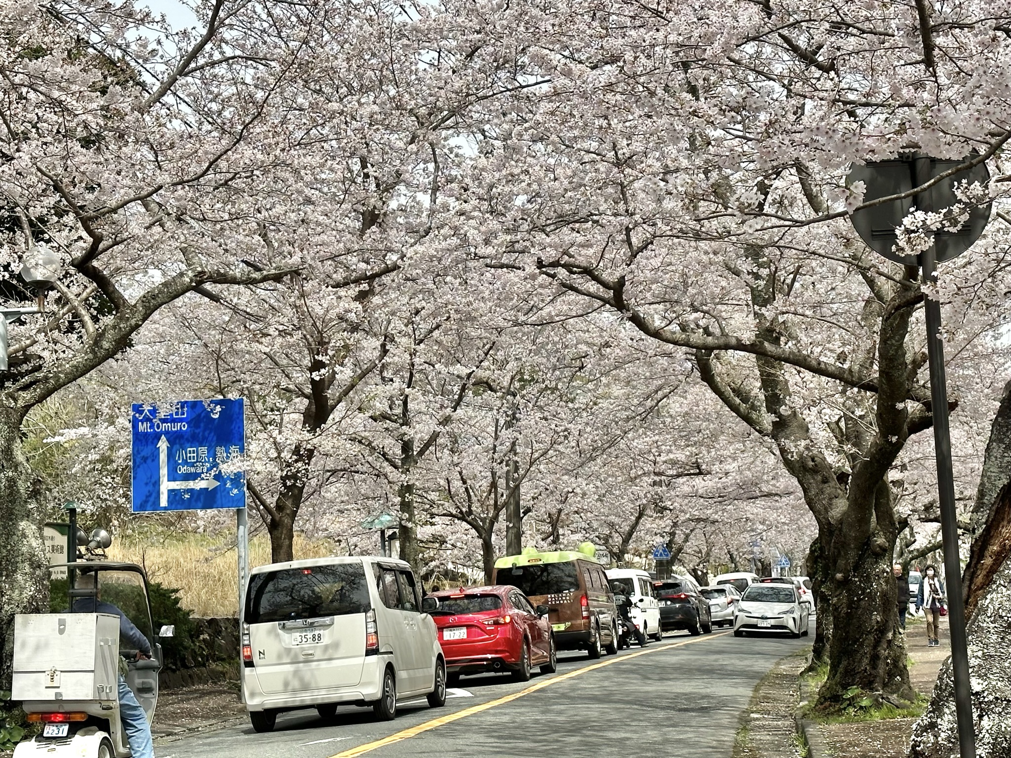 ▲每逢櫻花時節，伊豆高原櫻花隧道總是車潮壅塞、大排長龍。　記者-蔡雅雯／攝影