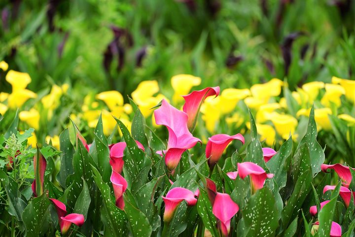 清明連假 / 桃園彩色海芋季4/1綺麗登場 花海、市集好吃又好玩 