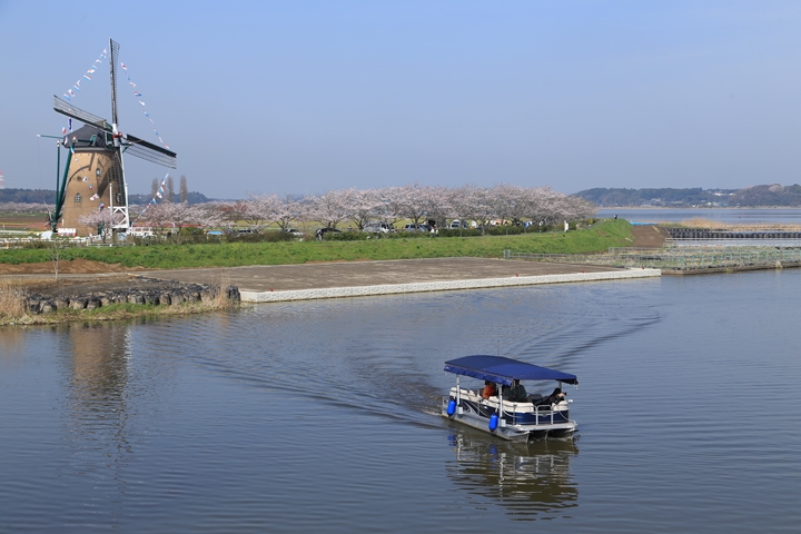 ▲搭乘「印旛沼觀光船」能從湖面上欣賞風車、花海美景。　圖：佐倉市／來源