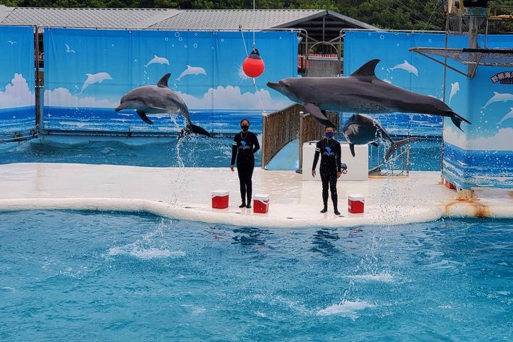 野柳海洋世界海豚表演秀。　圖：新北市政府觀光旅遊局／提供