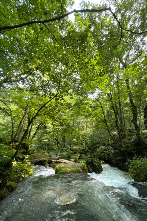 ▲奧入瀨溪流景色療癒動人，能身心靈感受大自然的力與美。　圖：向日遊顧問有限公司／來源