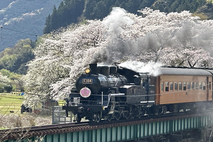 大井川鐵道SL蒸汽火車從櫻花海中駛過家山橋。　記者-蔡雅雯／攝影