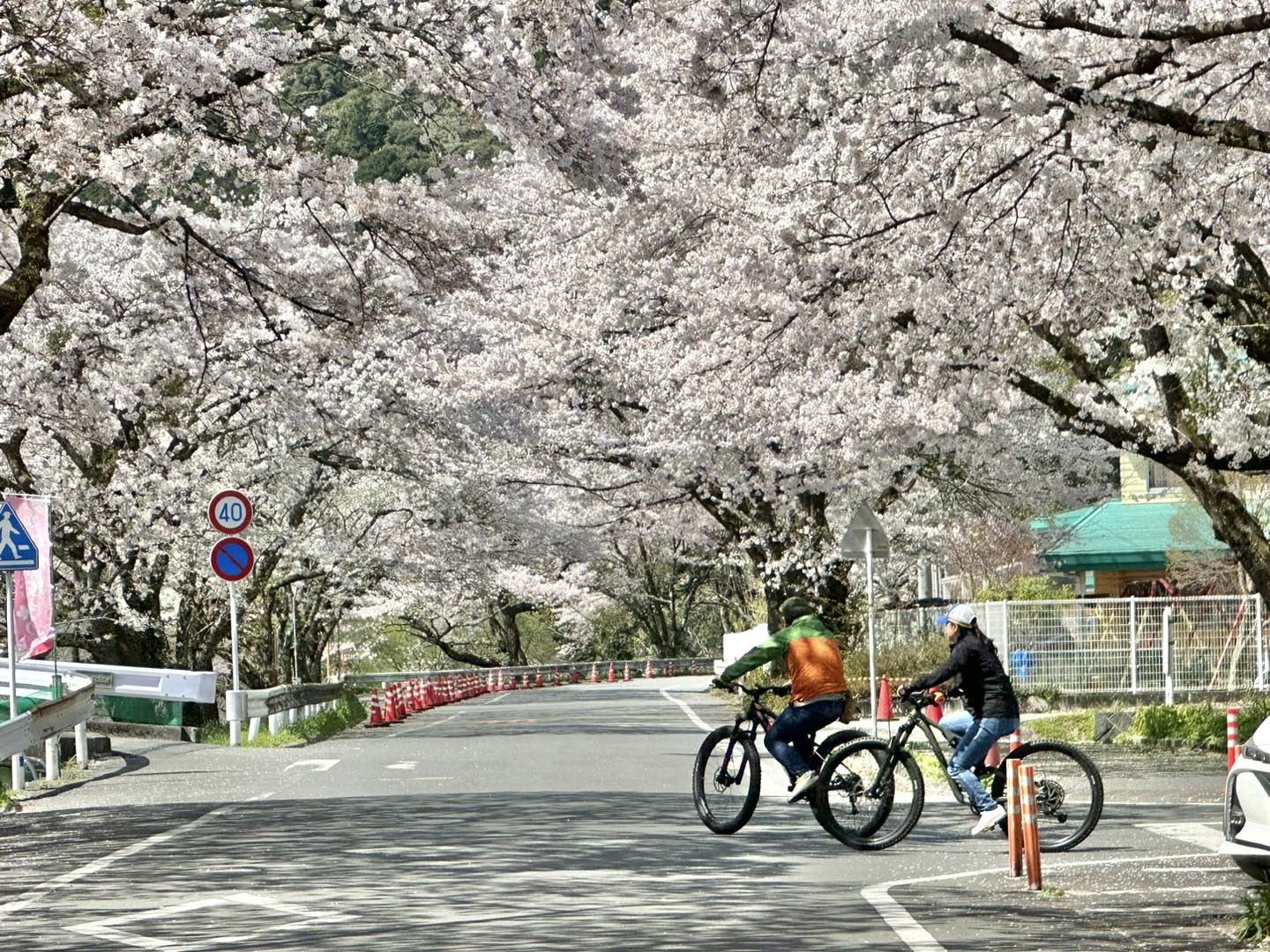 ▲家山車站旁的川根櫻花通之櫻花隧道。　記者-蔡雅雯／攝影